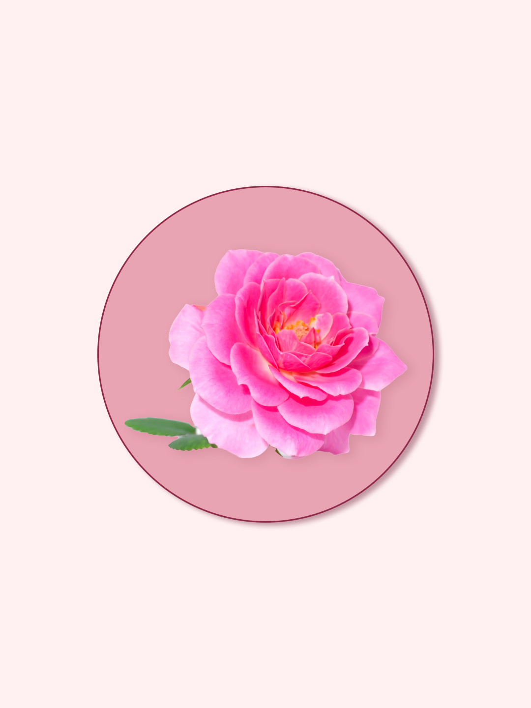 Rose Crysta-70